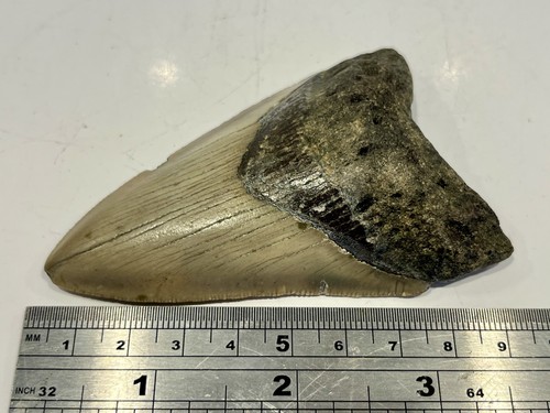 Megalodon shark fossil tooth - fossil,