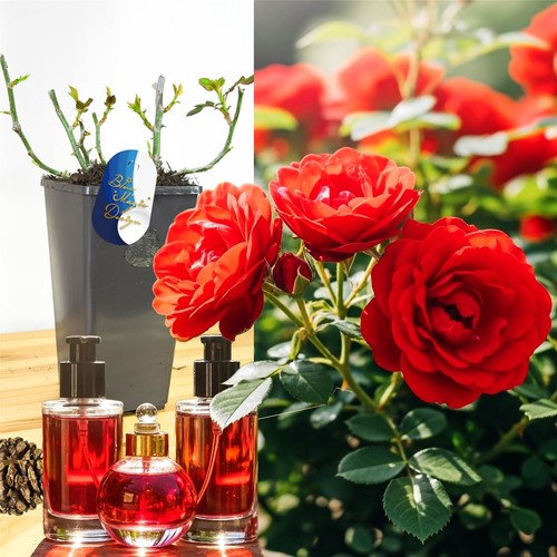 Hardy perfume rose - hardy, 2l