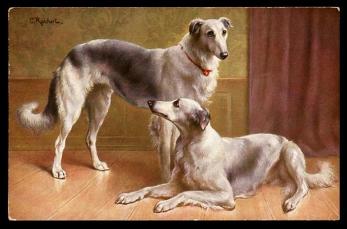 Borzoi russian wolfhound - wolfhound, brace