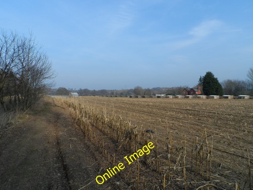 Photo 6x4 pheasant rearing - photo,