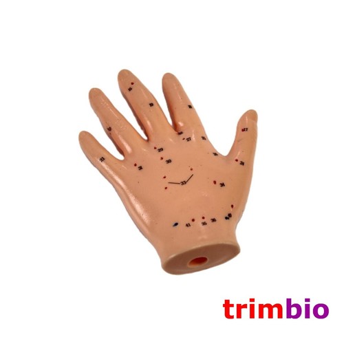 Hand acupuncture model - hand,