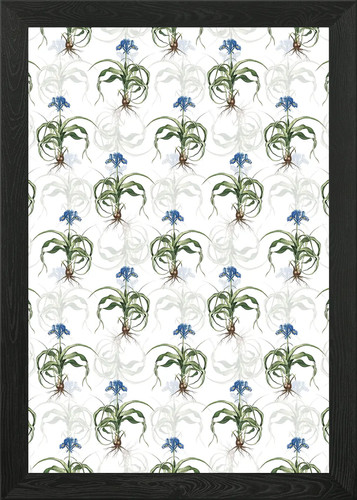 Iris scorpiodes pattern framed - scorpiodes,