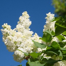 'Madame Lemoine' Syringa