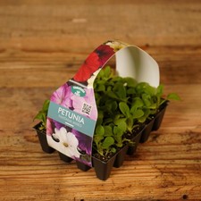 Plug Plants Petunia Fantasia