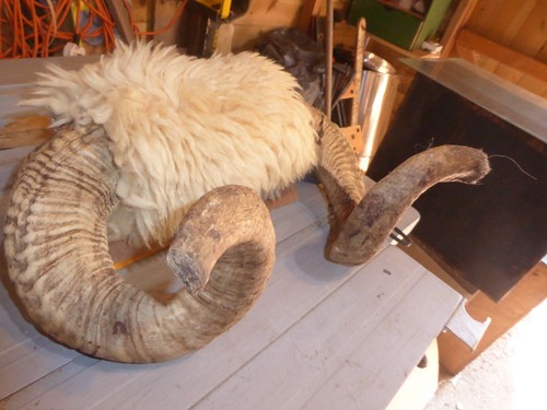 Big ram horns bones - ram, horns,
