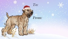 Soft Coated Wheaten Terrier