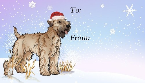 Soft coated wheaten terrier - coated,