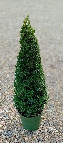 Buxus sempervirens common - buxus,