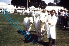 Charolais Cattle Cows at Royal Show 1970's original 35 mm Slide v2