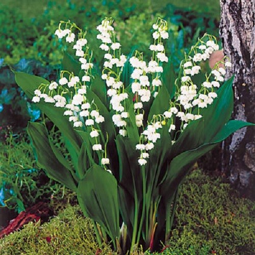 Convallaria majalis a 9cm - ,