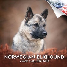 Norwegian Elkhound Dog Breed