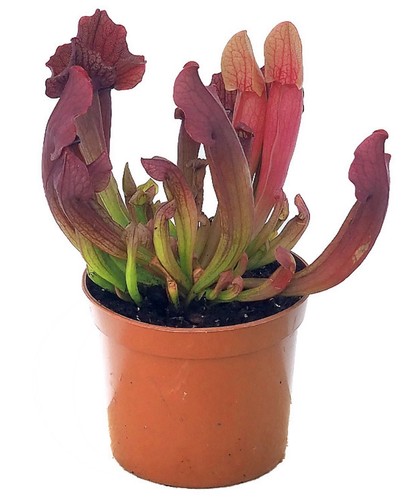 Sarracenia maroon - 'maroon',