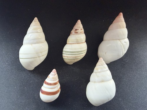 Lot 5 very - 5, large