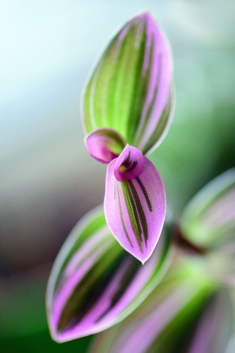 Tradescantia nanouk rooted - tradescantia,