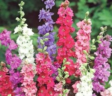 Rocket larkspur imperial - rocket,