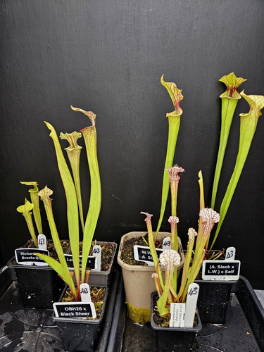 Named sarracenia carnivorous - named,