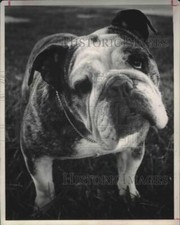 1967 Press Photo Mapo's Dee Dee Female Bulldog - hcx02507