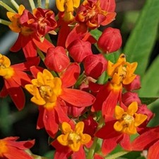 Pack 2 Milkweed Live Plants -