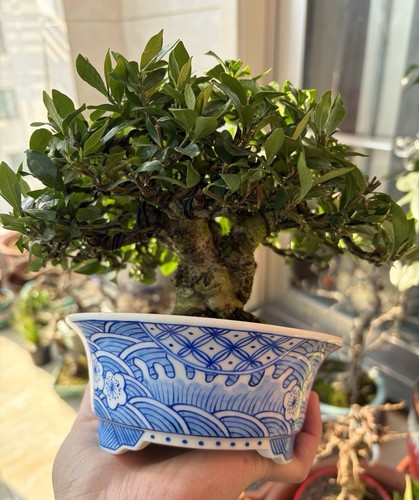Japanese gardenia bonsai tree - japanese,
