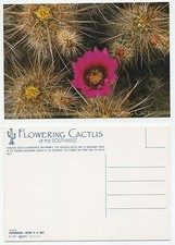 24151 - Echinocereus