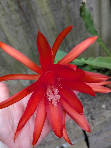 Epiphyllum noid whole - epiphyllum, noid-whole