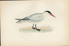 Old Print F O Morris Hand Coloured Birds Caspian Tern Hand Colored Birds A