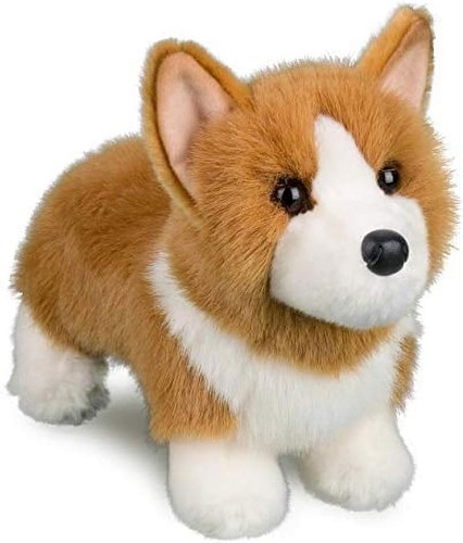 Douglas louie corgi - louie, dog