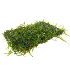 Java Moss On Pad - 15x10cm