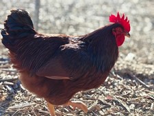 Rhode Island Red Hatching Eggs