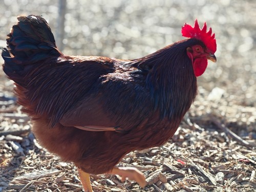 Rhode island red hatching eggs - island,