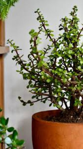 Portulacaria afra elephant - afra,