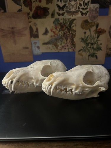 Fox skulls natural - skulls,