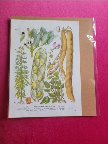 Vintage broad bean vegetable - broad,