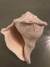 Large 16cm lefthand Whelk Fox