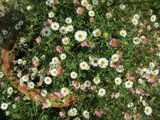 6 Mexican fleabane daisy