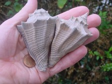 2 RARE V LARGE Bartonian Eocene Volutospina luctator Volutidae Barton Beds UK