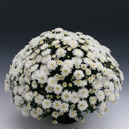 Chrysanthemum branfountain - chrysanthemum,