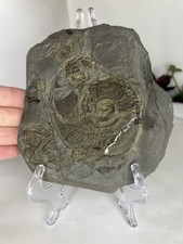 Ammonite Multi Eleganticeras