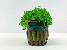 Hemianthus Callitrichoides