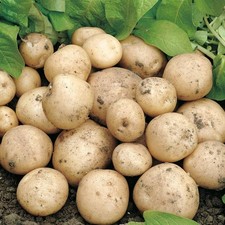 Seed Potato Swift - 11 Tuber