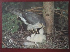 POSTCARD E3-20 ANIMALS