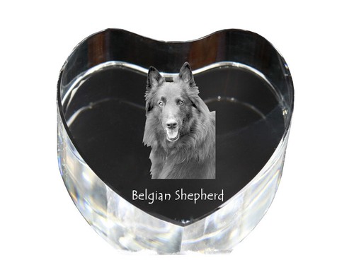 Belgian shepherd dog - shepherd,