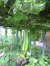 PANI KHADU,BOTTLE GOURD, LAU,DUDHI,LAO,KHADU,KODU, LAU,BANGLADESHI, 21 SEEDS