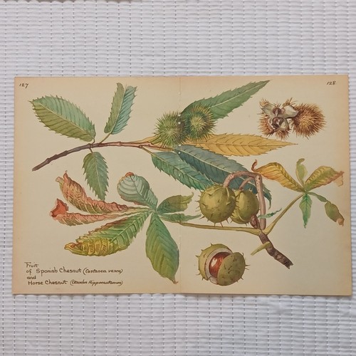 Horse chestnut conker - horse,
