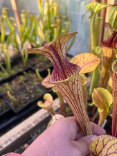 Sarracenia oreophila var - oreophila,
