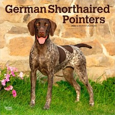 German Shorthaired Pointers | 2026 12x24" Square Wall Calendar | Plastic-Free