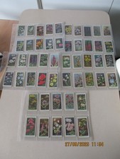 WD & HO Wills Wild Flowers