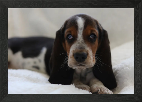 Basset hound puppy - hound, wall