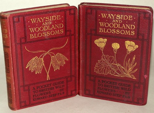 Edward step wayside woodland - wayside,