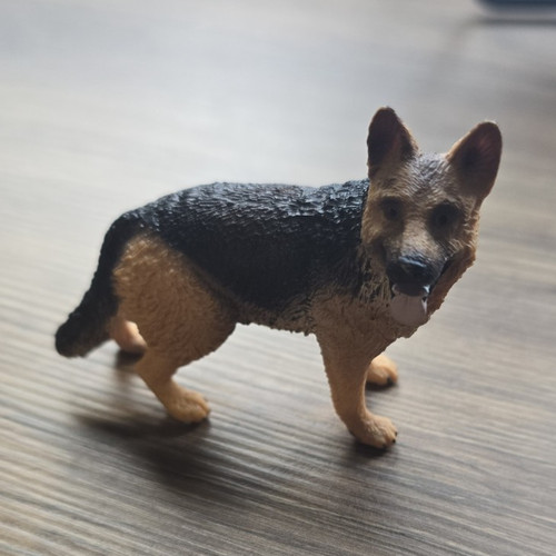 Alsatian german shepherd - alsatian/german, dog